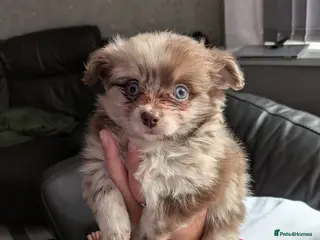 Pomchi dogs Beautiful Pomchi Puppies Loving 🏠 Reared Litters - Advert 12
