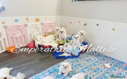 Maltese dogs for sale: Tiny KC Reg. Korean Line Maltese- by Emperatrice - Image 33