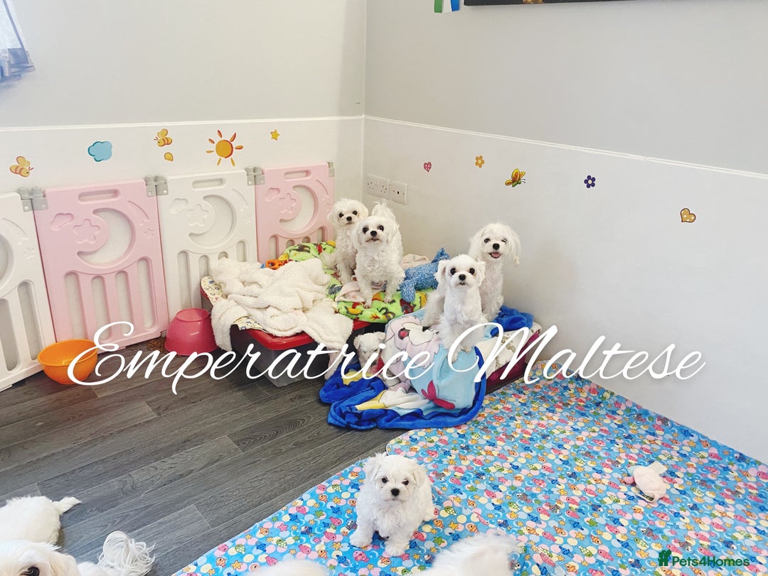 Maltese dogs for sale: Tiny KC Reg. Korean Line Maltese- by Emperatrice - Image 33