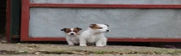Jack Russell dogs for sale: Jack Russell Puppies for sale - Advert 7