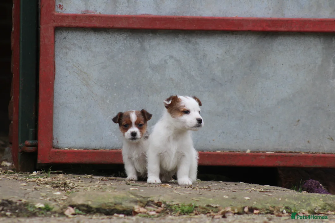 Jack Russell dogs for sale: Jack Russell Puppies for sale - Advert 7