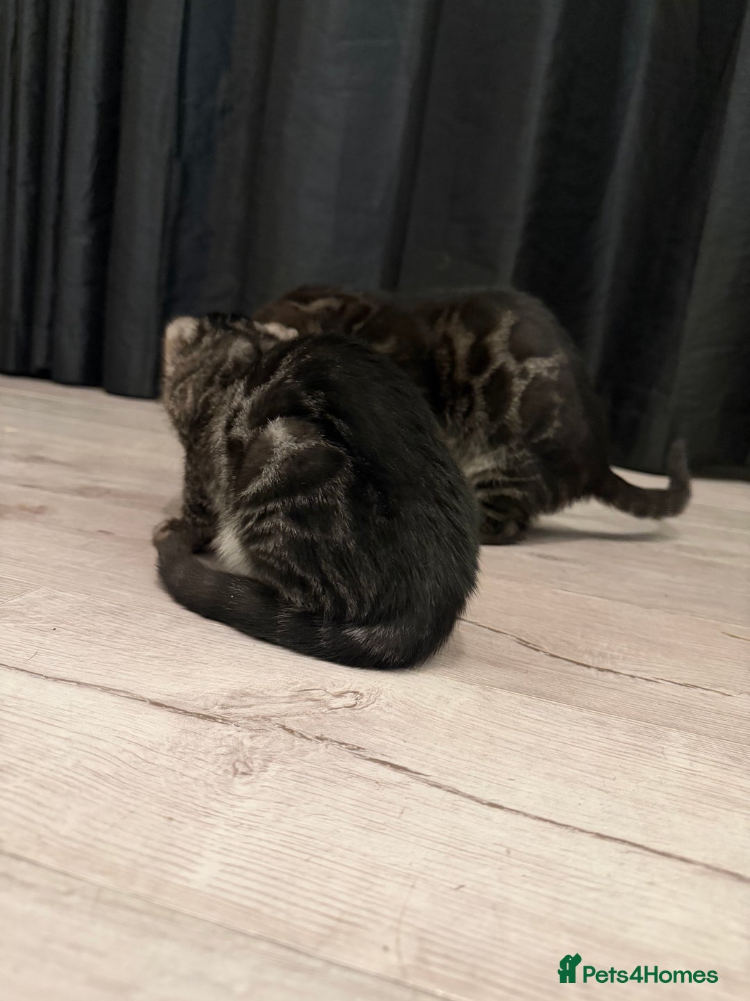 Bengal cats for sale: TICA registered pedigree Bengal Kittens - Advert 27