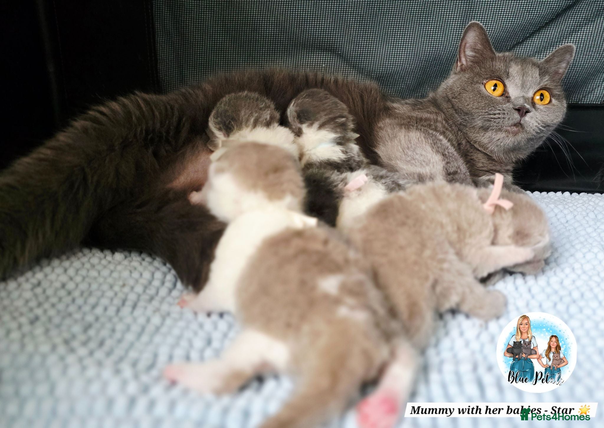 British Shorthair cats 5 Beautiful British short hair kittens available  - Advert 2