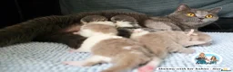 British Shorthair cats for sale: 5 Beautiful British short hair kittens available  - Advert 2
