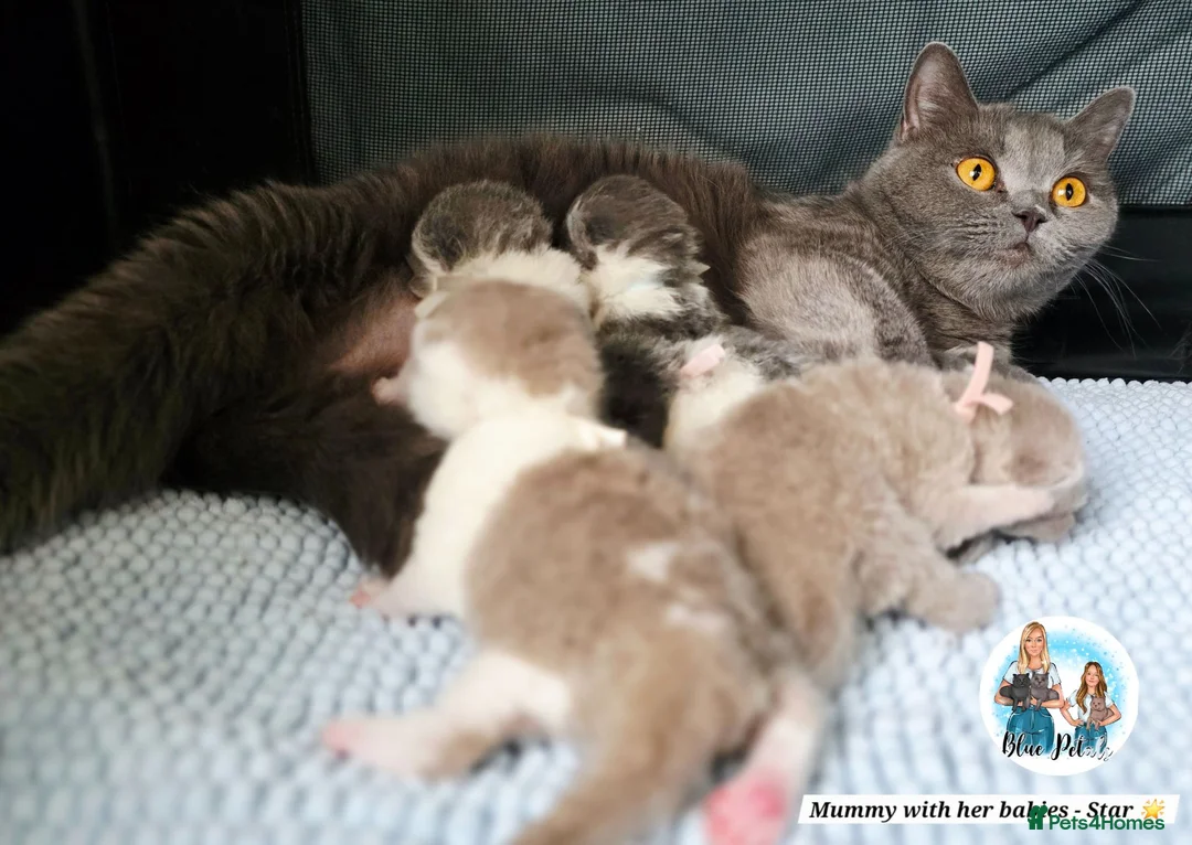 British Shorthair cats for sale: 5 Beautiful British short hair kittens available  - Advert 2
