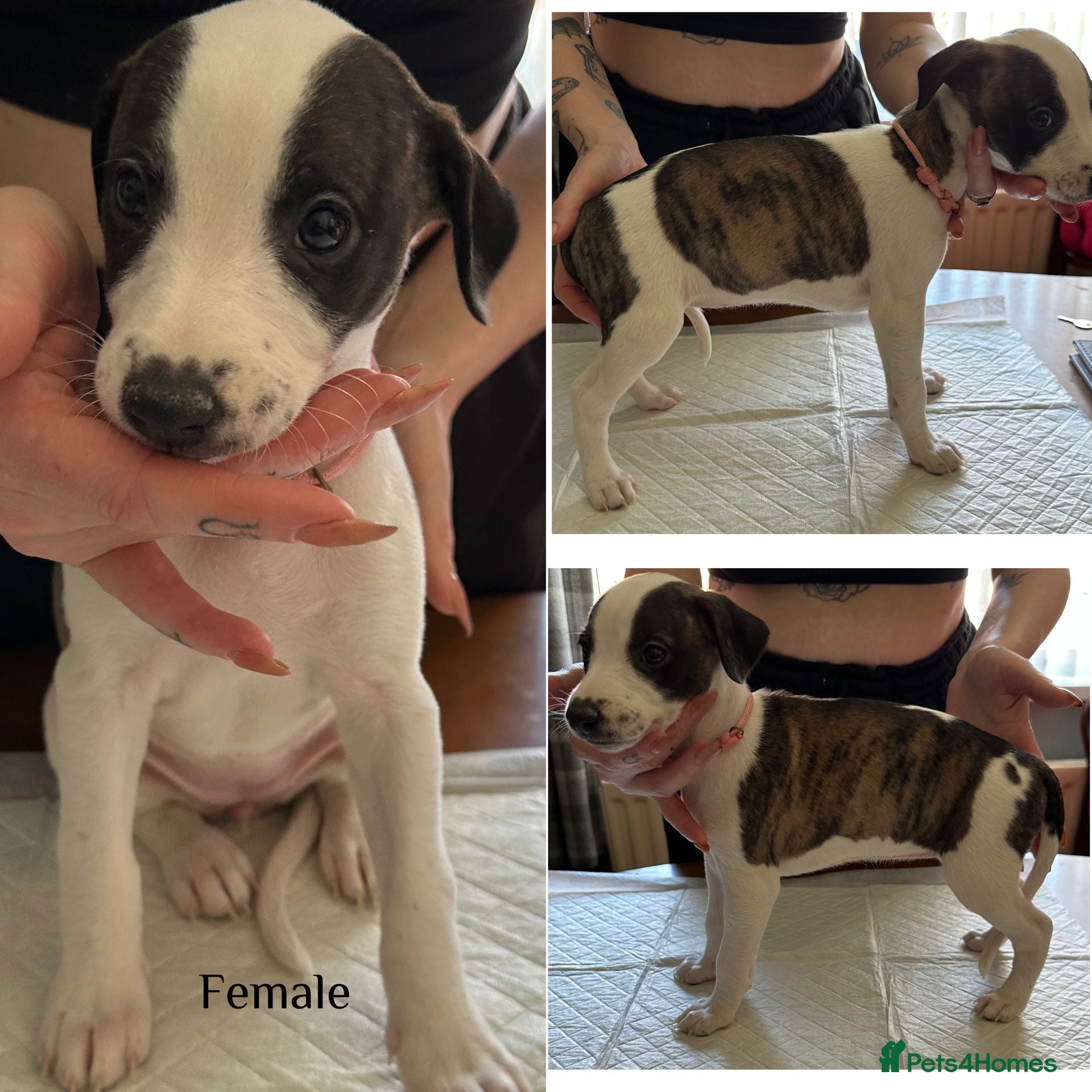 Whippet dogs Stunning kc reg whippet pups champion bloodlines - Advert 2