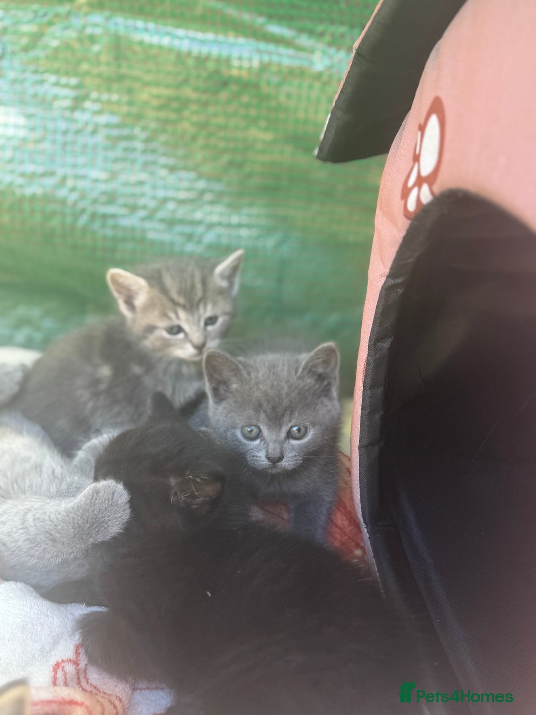 British Shorthair cats for sale: Beautiful British cat  - Image 16