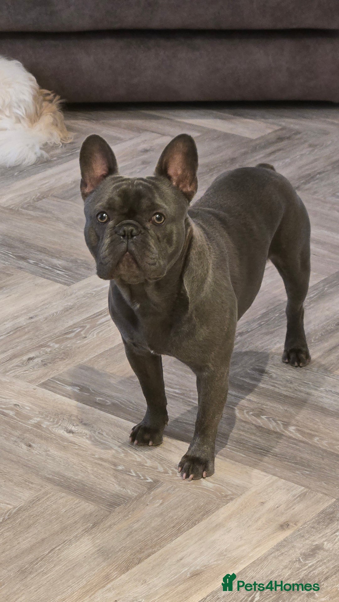 French Bulldog dogs for sale: French bulldog  - Advert 1