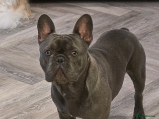 French Bulldog dogs for sale: French bulldog - Advert 1