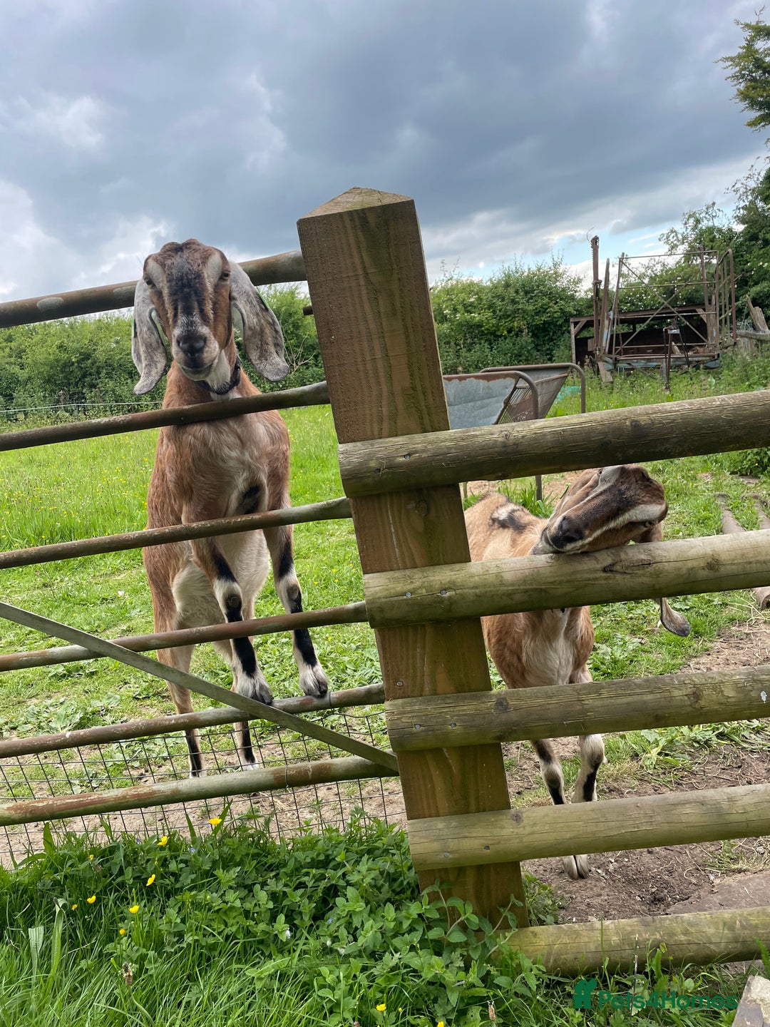 Goats livestock for sale: two angolo-Nubian goats  - Image 6