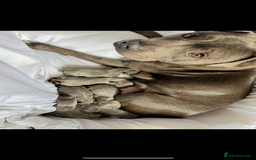 Staffordshire Bull Terrier dogs for stud: Proven KC Blue Staffy For Stud  - Image 10