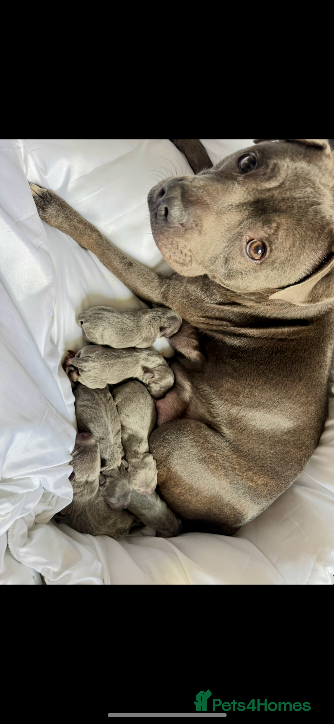 Staffordshire Bull Terrier dogs for stud: Proven KC Blue Staffy For Stud  - Image 10