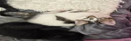 Domestic Shorthair cats for sale: Two female and one male kittens  - Advert 6