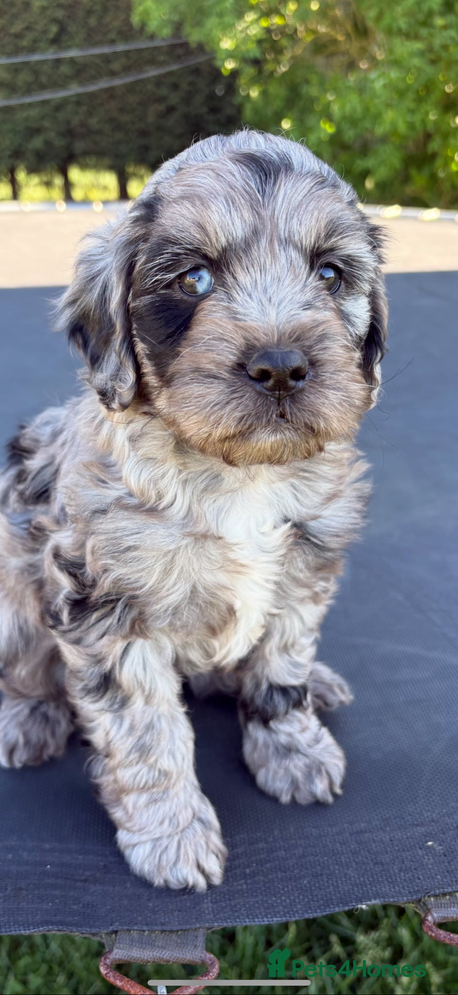 Cockapoo dogs Blue merle cockapoo - Advert 4