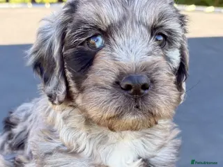 Cockapoo dogs Blue merle cockapoo - Advert 1