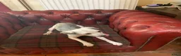 Lowchen dogs for sale: Lowchen little lion dog  in Ludlow - Advert 1