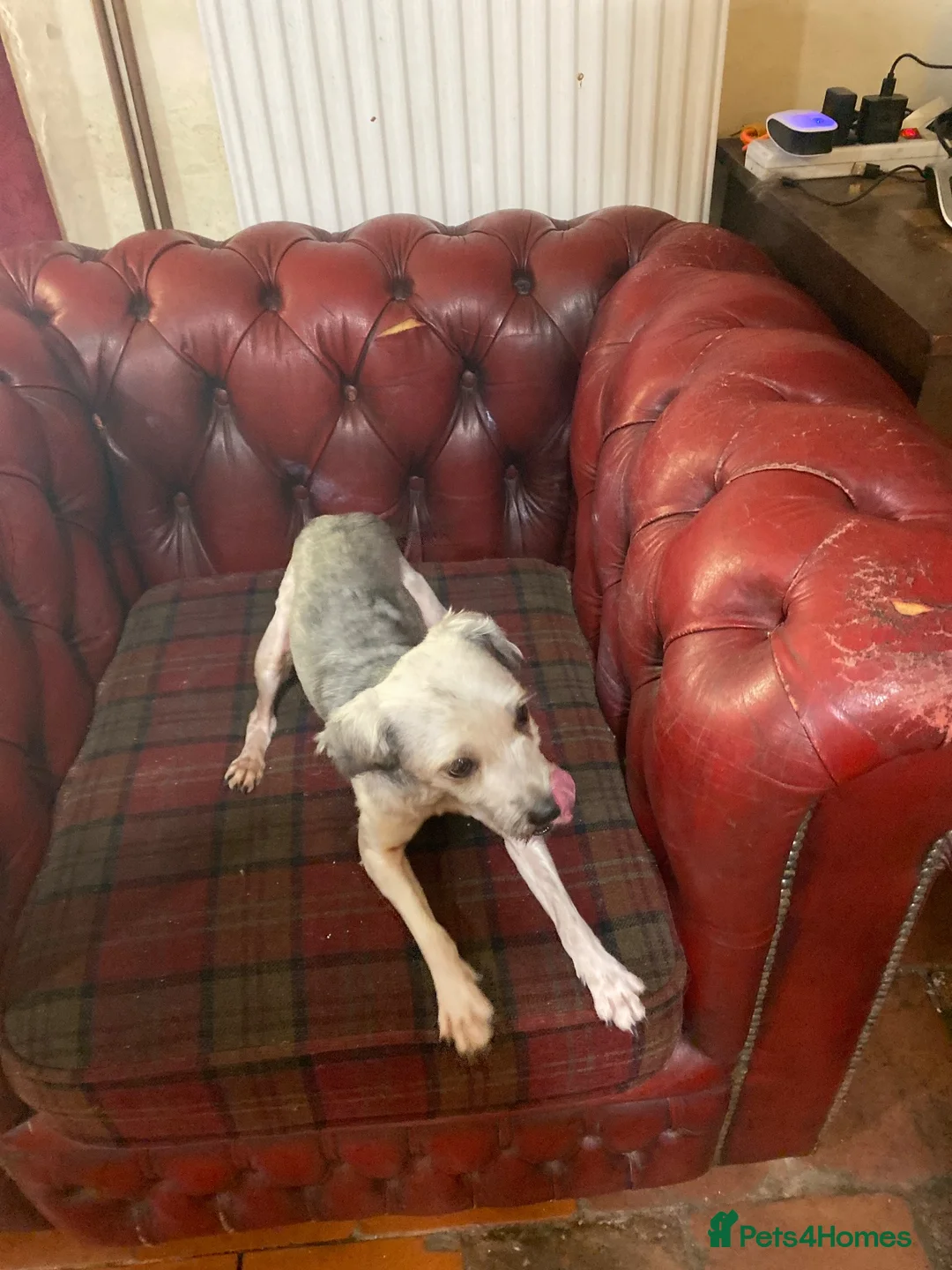 Lowchen dogs for sale: Lowchen little lion dog  in Ludlow - Advert 1