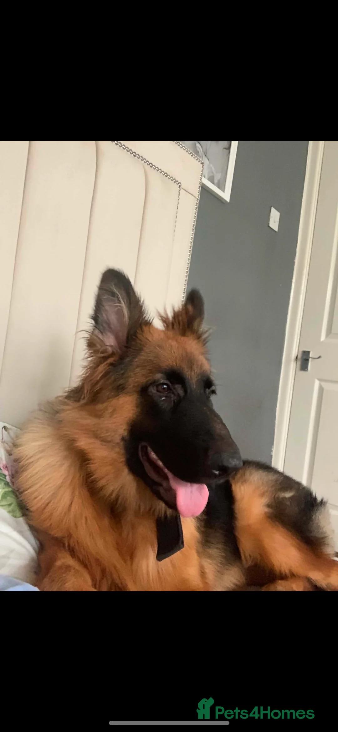 German Shepherd dogs for sale: Liba German Shepard  in Manchester - Advert 4