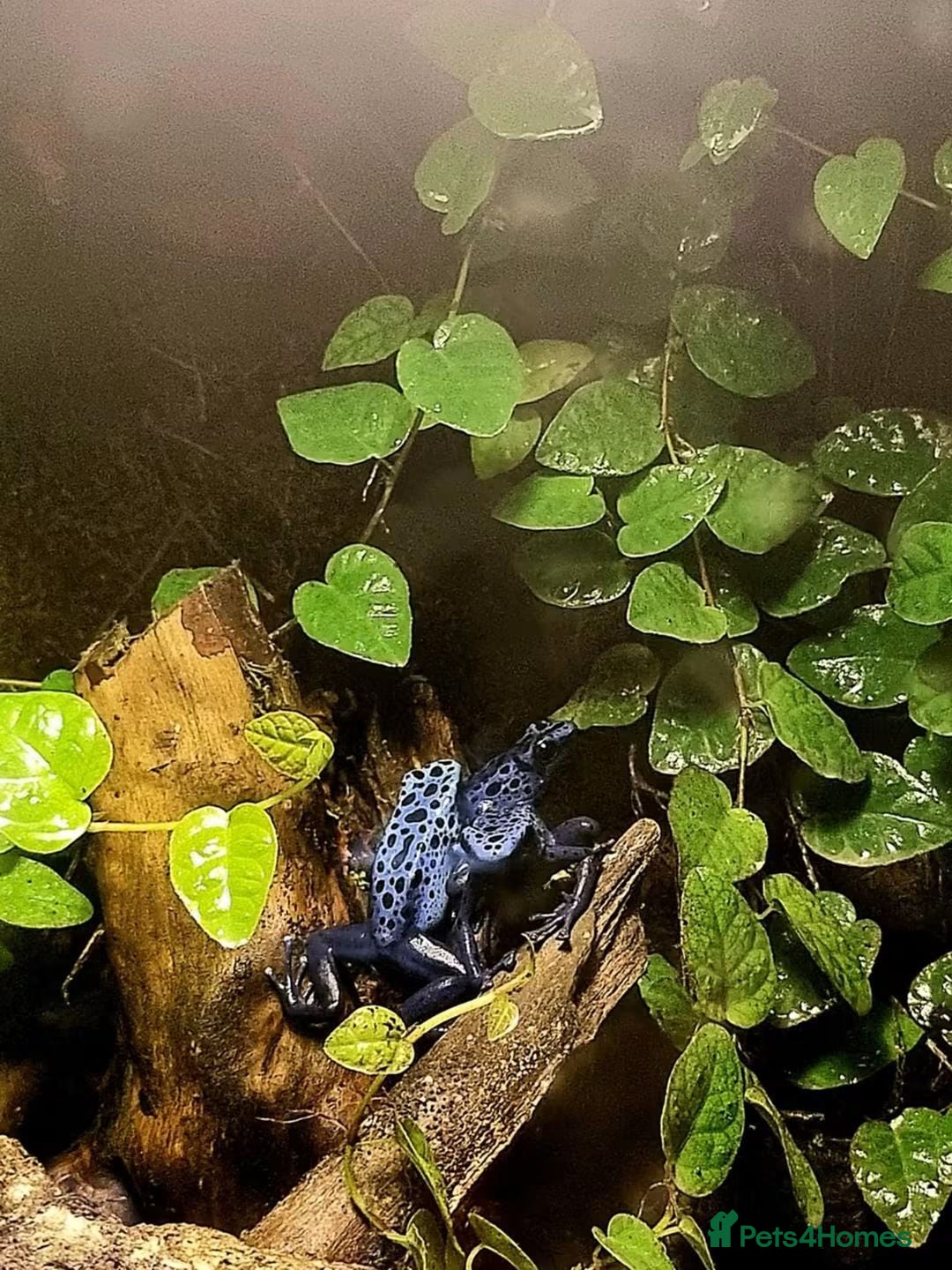Frog reptiles  Azureus dart frogs  - Advert 1