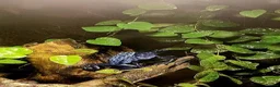 Frog reptiles for sale:  Azureus dart frogs  - Advert 1