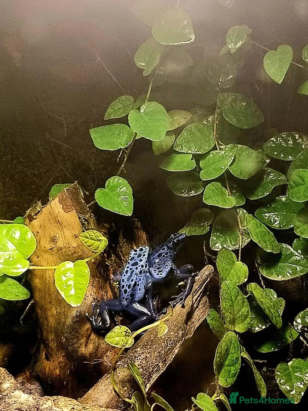 Frog reptiles for sale:  Azureus dart frogs  - Advert 1