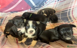 Mixed Breed dogs for sale: Lhasa Apso Cross - Image 12