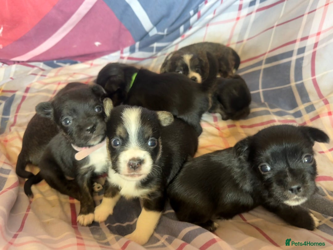 Mixed Breed dogs for sale: Lhasa Apso Cross - Image 12