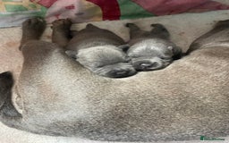 Staffordshire Bull Terrier dogs for sale: Blue Staffordshire bull terrier kc registered ❗️ - Image 30