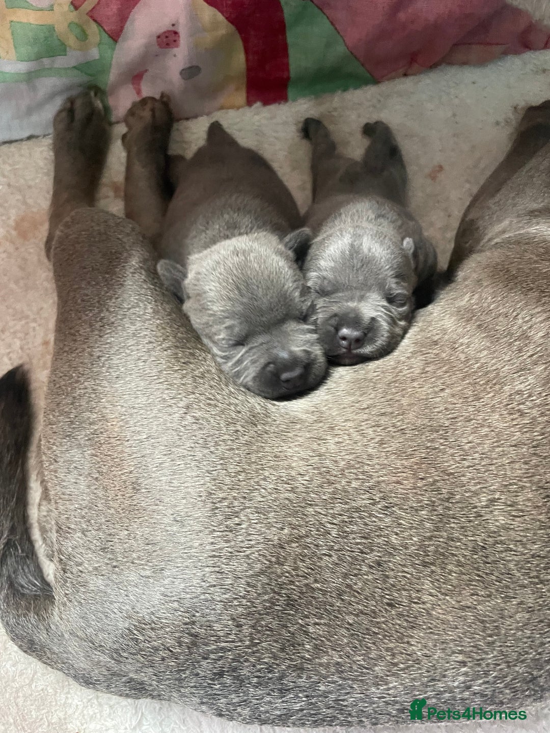 Staffordshire Bull Terrier dogs for sale: Blue Staffordshire bull terrier kc registered ❗️ - Image 30