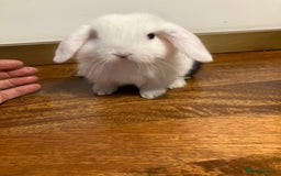 Mini Lop rabbits for sale: Mini Lop Bunnies for sale - Image 26