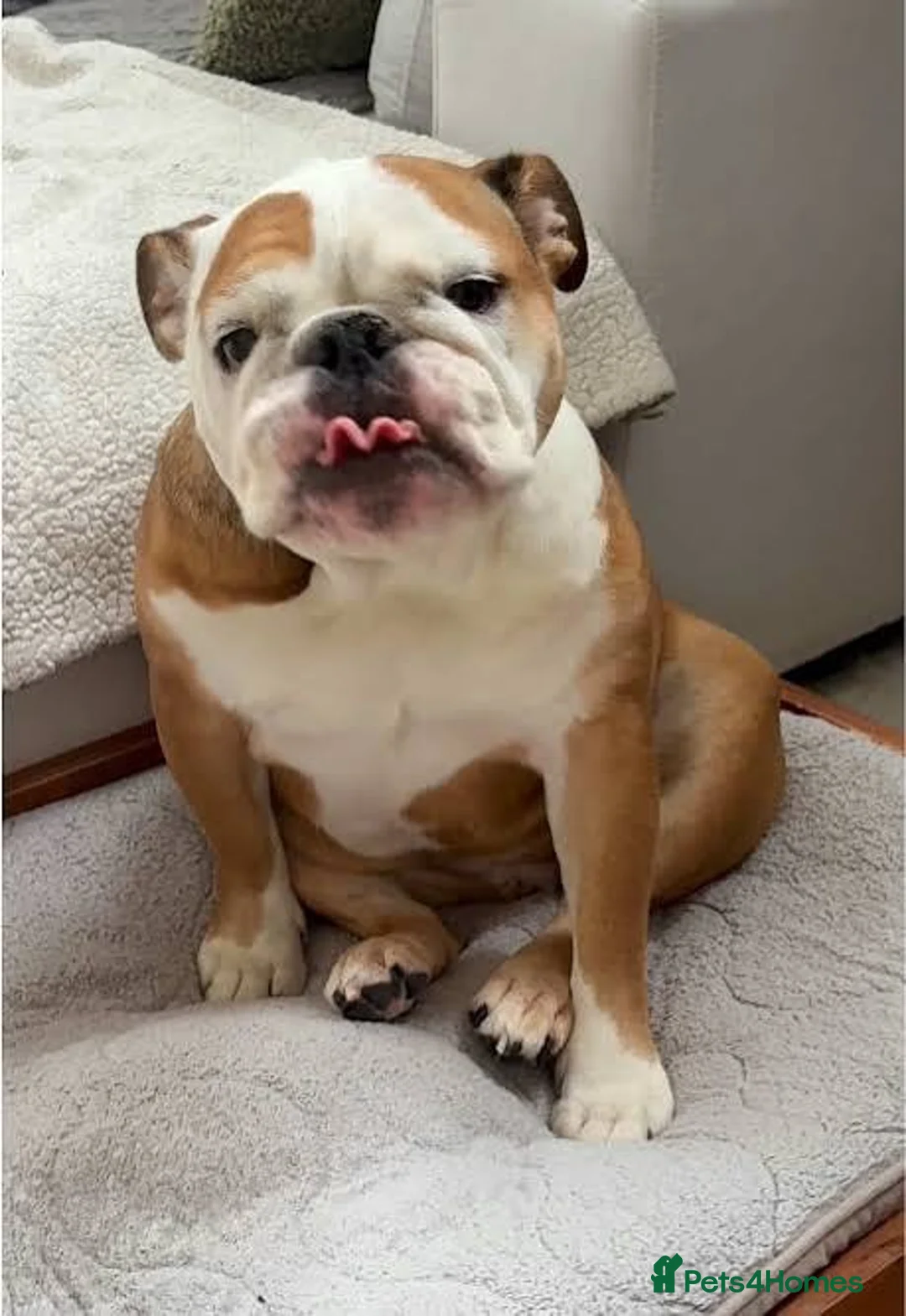 English Bulldog dogs for sale: English Bulldog🐾 - Advert 2