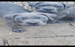 Cane Corso dogs for sale: LAST PUPY PURE BLOOD CANE CORSO 🐶  in Stevenage - Image 2