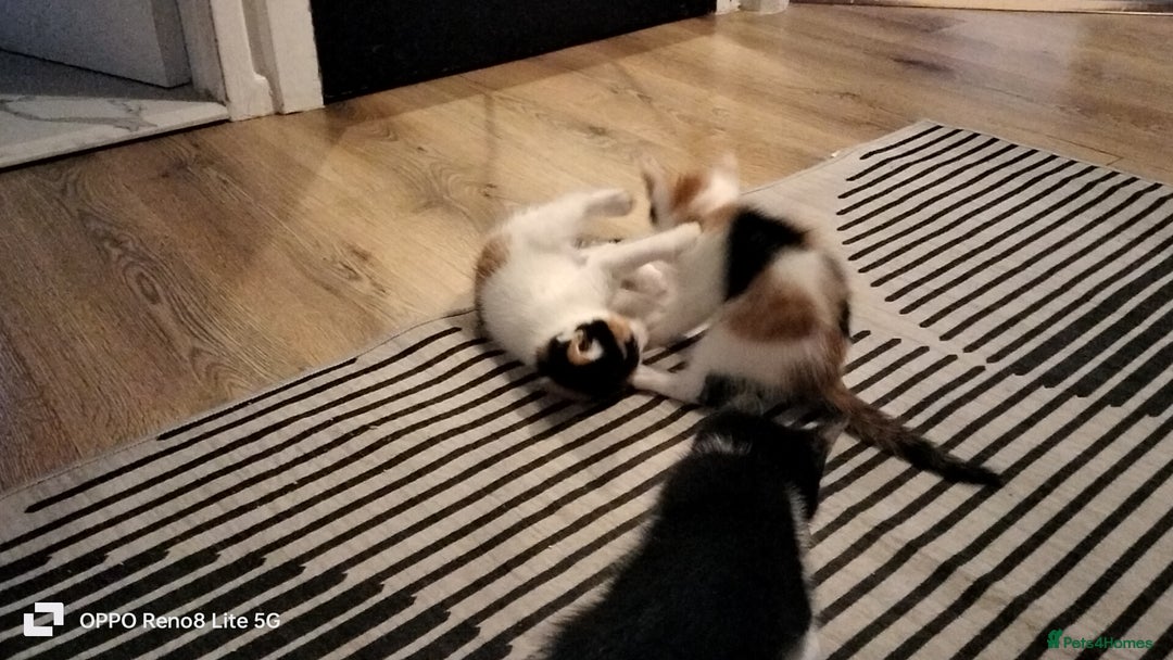 Domestic Shorthair cats for sale: Kittens  - Advert 3