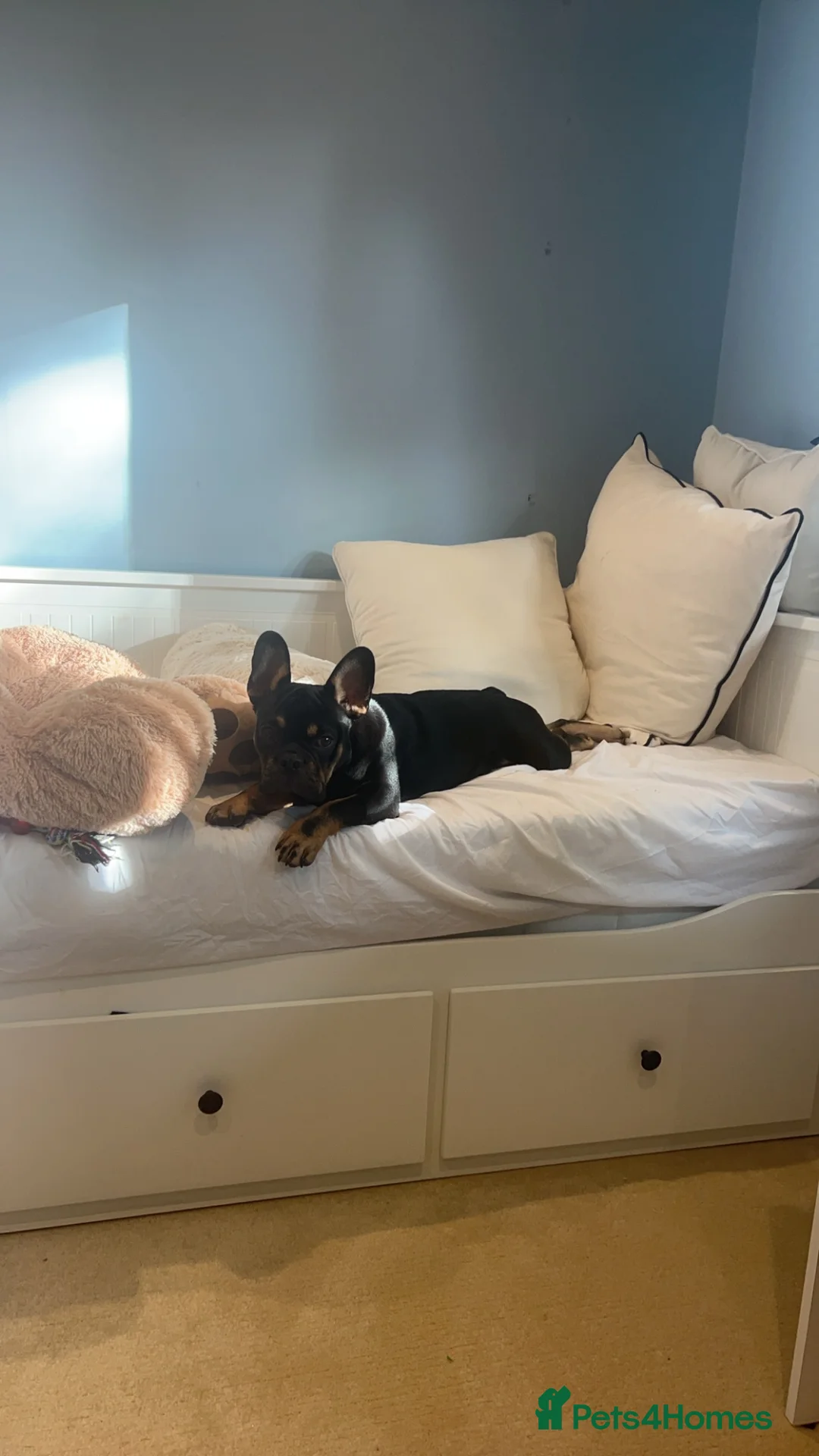 French Bulldog dogs for sale: Black and Tan French Bulldog in Aldershot - Advert 22