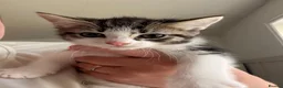 Mixed Breed cats for sale: Tabby Kittens £25 in Cheadle - Advert 3