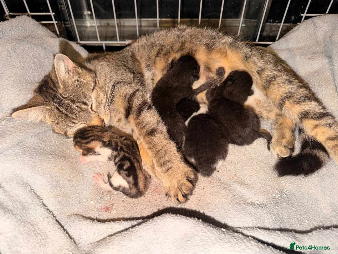 British Shorthair cats for sale: *** Beautiful Kittens *** - Advert 1