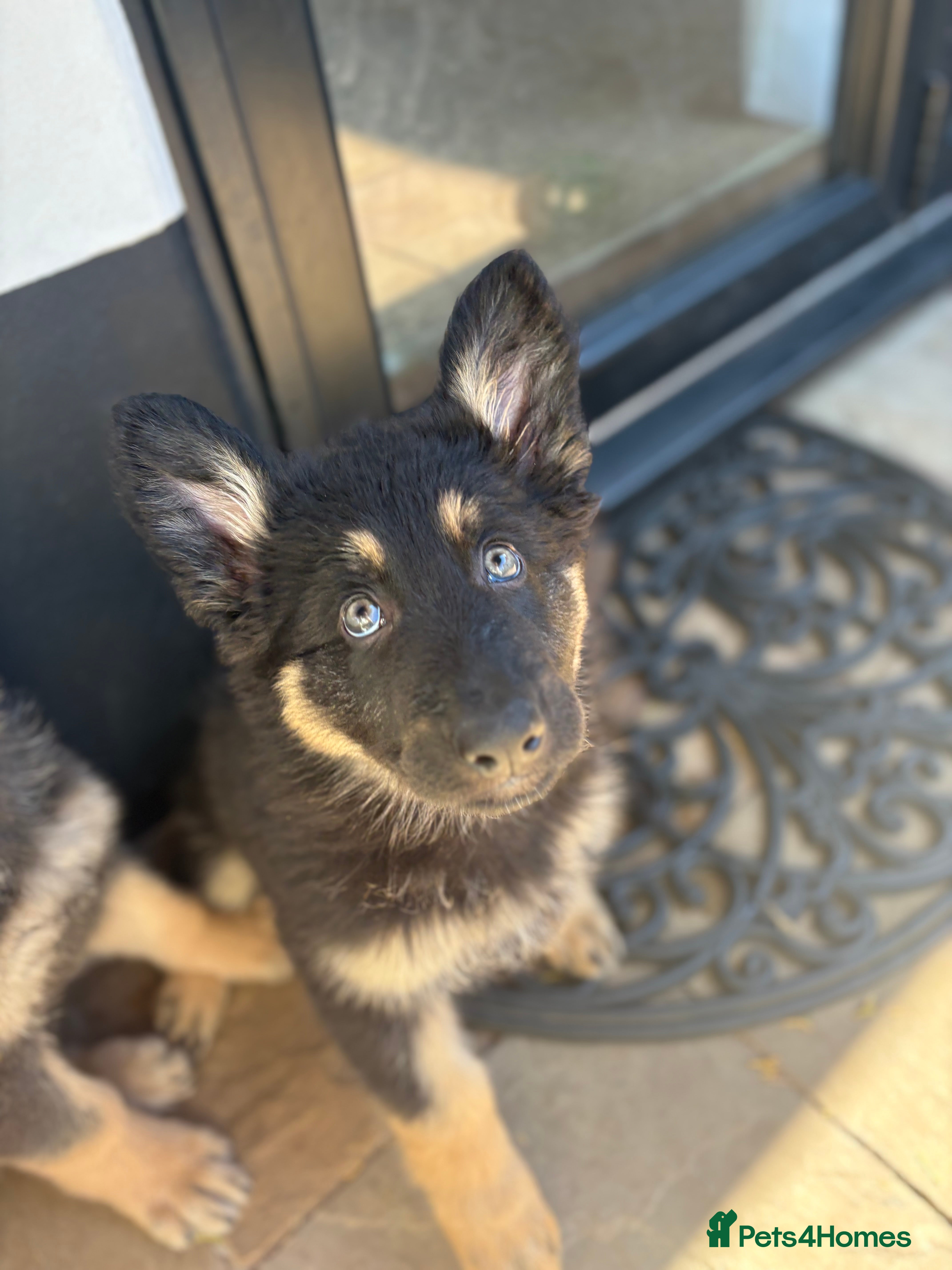 German Shepherd dogs 🐾 Only 1 German Shepherd Puppy Left! 🐾 - Advert 6