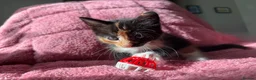 Maine Coon cats for sale: 3 Female Calico MaineCoon Cross Kittens - Advert 4