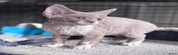 Devon Rex cats for sale: Pedigree Devon Rex Kittens  - Advert 8