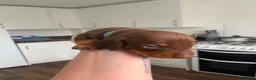 Miniature Dachshund dogs for sale: •Miniature Dachshund Puppy• - Advert 2