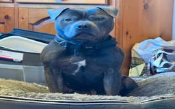 Staffordshire Bull Terrier dogs for sale: Gorgeous KC Reg/Health Tested Blue SBT Puppies - Image 35