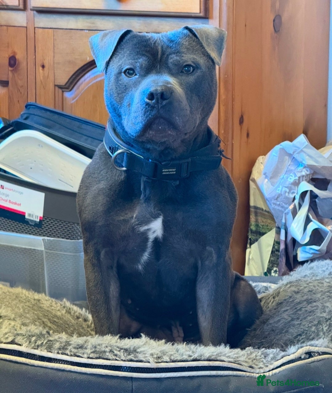 Staffordshire Bull Terrier dogs for sale: Gorgeous KC Reg/Health Tested Blue SBT Puppies - Image 35