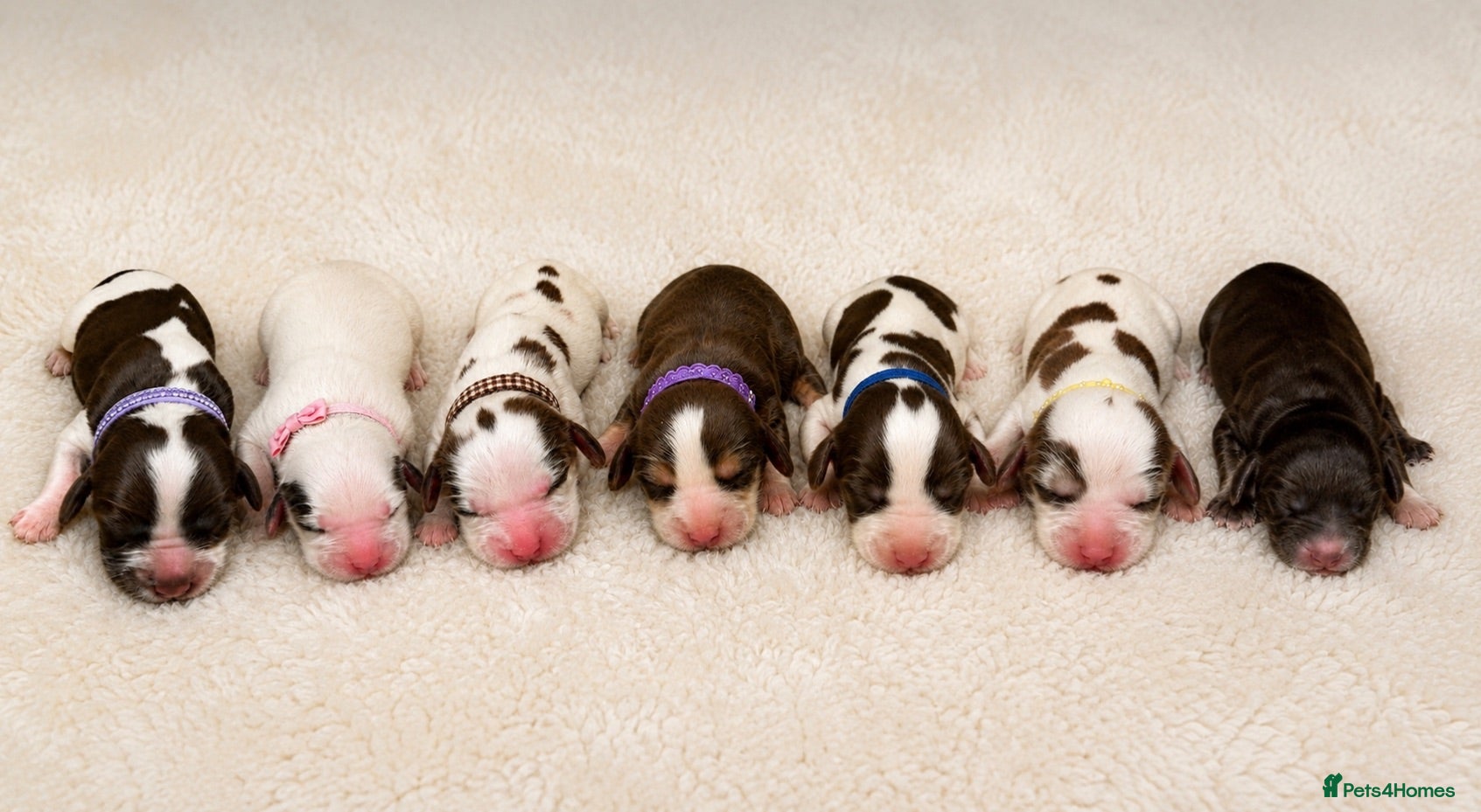 Cocker Spaniel dogs 🤎 beautiful chocolate 7 show-type cocker spaniel  - Advert 15