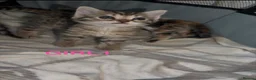Bengal cats for sale: Bengal / Norwegian forest - Advert 34