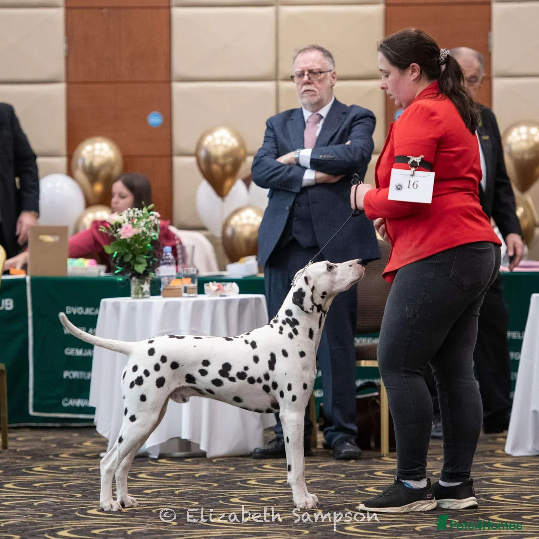 Dalmatian dogs for stud: Outstanding, health tested KC reg male| proven in Aberdare - Advert 8