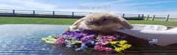 Mini Lop rabbits for sale: Beautiful Pure Bred Mini Lop rabbits - Advert 8