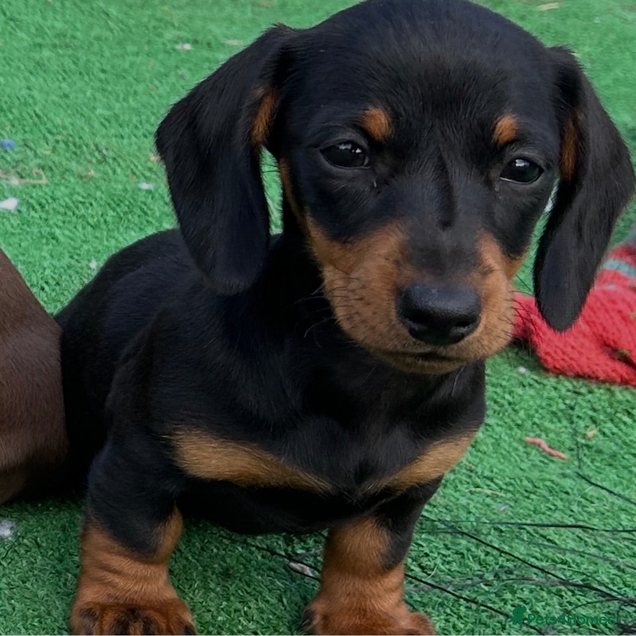 Miniature Dachshund dogs Mini dachshund puppies PR clear  - Advert 1