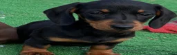 Miniature Dachshund dogs for sale: Mini dachshund puppies PR clear  - Advert 1