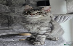 Maine Coon cats for sale: Last male Maine coon kitten READY European lines  - Image 1