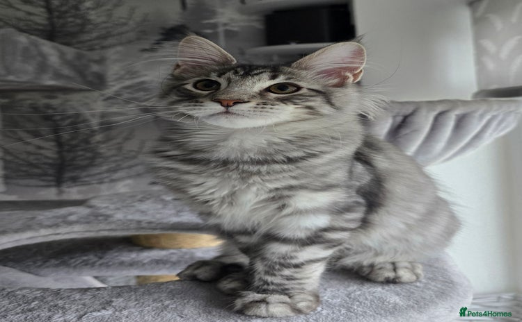 Maine Coon cats - Advert 1